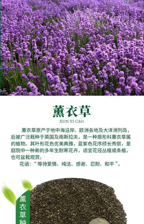 家里熏衣草怎么种?养护方法有哪些?-第1张图片-宁夏农业信息网 家里熏衣草怎么种?养护方法有哪些?-第1张图片-宁夏农业信息网