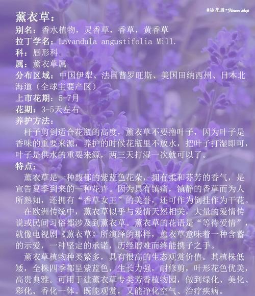 家里熏衣草怎么种?养护方法有哪些?-第2张图片-宁夏农业信息网 家里熏衣草怎么种?养护方法有哪些?-第2张图片-宁夏农业信息网