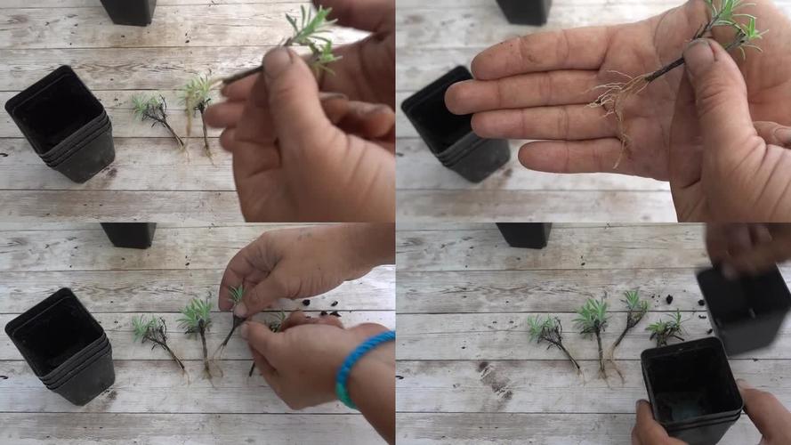 家里熏衣草怎么种?养护方法有哪些?-第3张图片-宁夏农业信息网 家里熏衣草怎么种?养护方法有哪些?-第3张图片-宁夏农业信息网