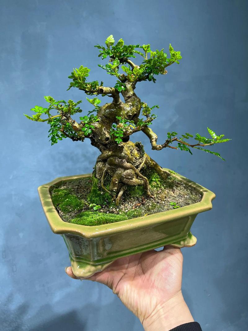 盆景木本一般都是品种-第1张图片-宁夏农业信息网