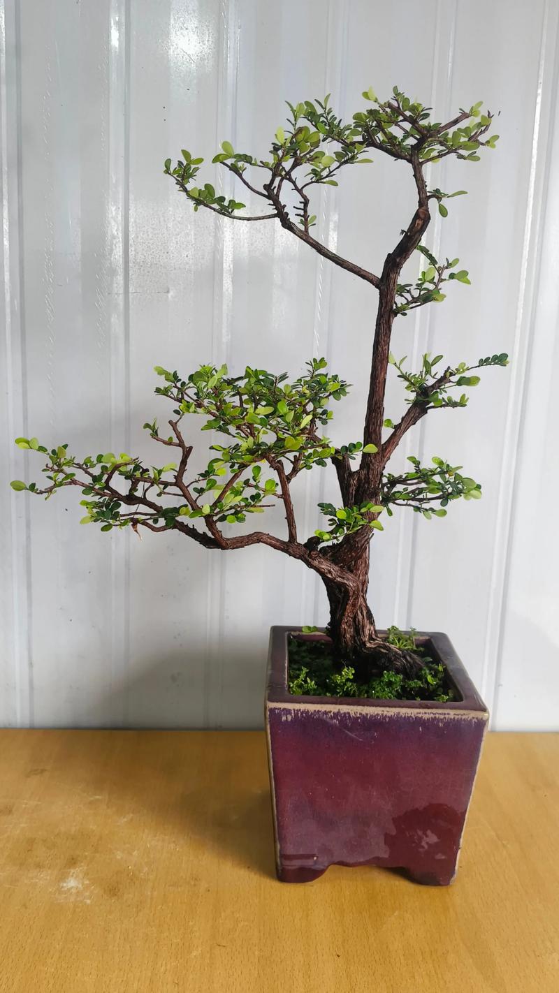 盆景木本一般都是品种-第2张图片-宁夏农业信息网