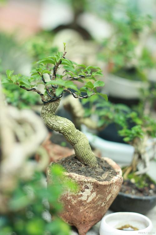 盆景木本一般都是品种-第3张图片-宁夏农业信息网