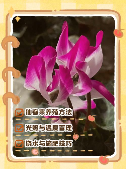 仙客来如何正确分割？-第1张图片-宁夏农业信息网