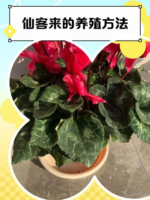 仙客来如何正确分割?-第2张图片-宁夏农业信息网 仙客来如何正确分割?-第2张图片-宁夏农业信息网