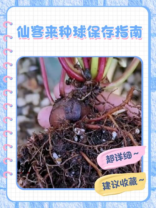 仙客来如何正确分割?-第3张图片-宁夏农业信息网 仙客来如何正确分割?-第3张图片-宁夏农业信息网