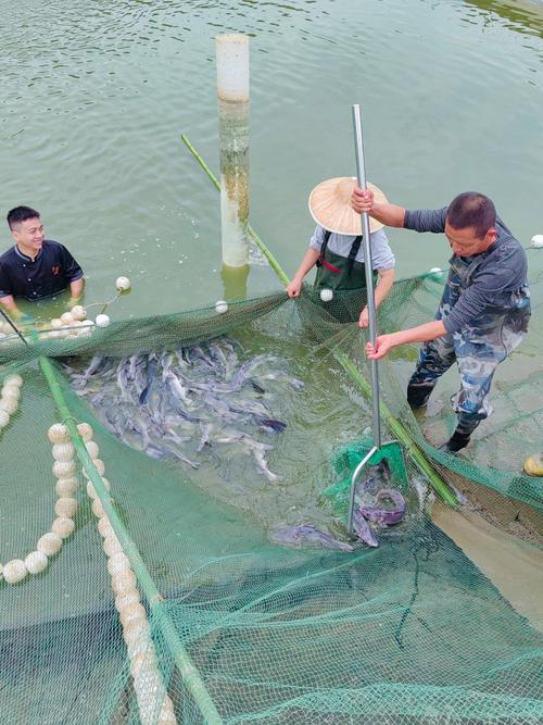 重庆适合养什么水产？-第1张图片-宁夏农业信息网