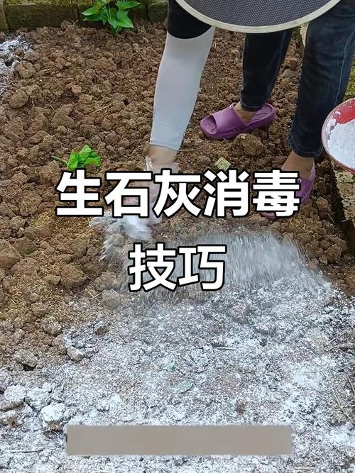 生石灰如何有效消毒粪便？-第1张图片-宁夏农业信息网