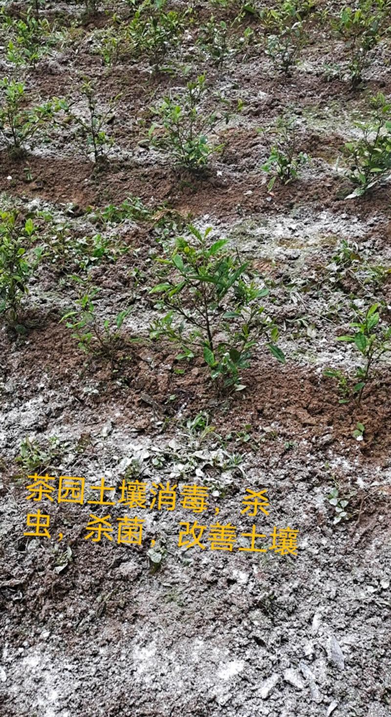 生石灰如何有效消毒粪便？-第3张图片-宁夏农业信息网