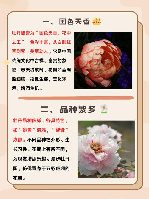 牡丹花所有品种及图片有哪些?-第3张图片-宁夏农业信息网 牡丹花所有品种及图片有哪些?-第3张图片-宁夏农业信息网