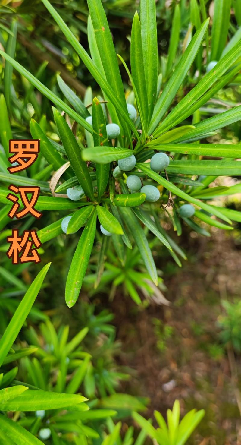 罗汉松结果吗？-第1张图片-宁夏农业信息网