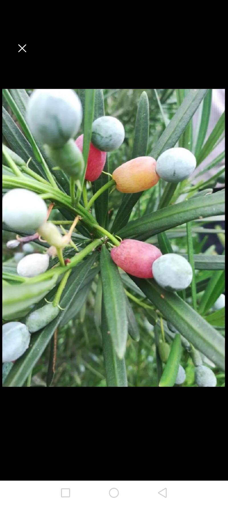 罗汉松结果吗？-第2张图片-宁夏农业信息网