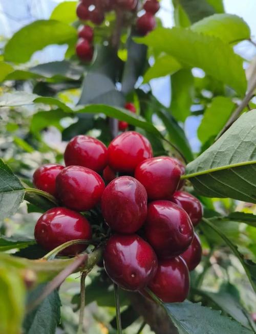 深红色樱桃是哪个品种？-第1张图片-宁夏农业信息网