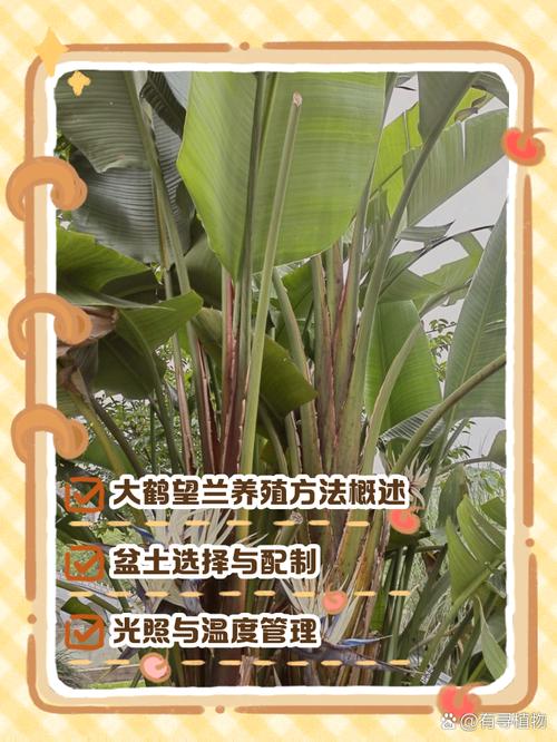 鹤望兰常用哪种繁殖方法？-第1张图片-宁夏农业信息网