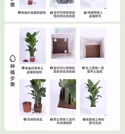 鹤望兰常用哪种繁殖方法？-第3张图片-宁夏农业信息网