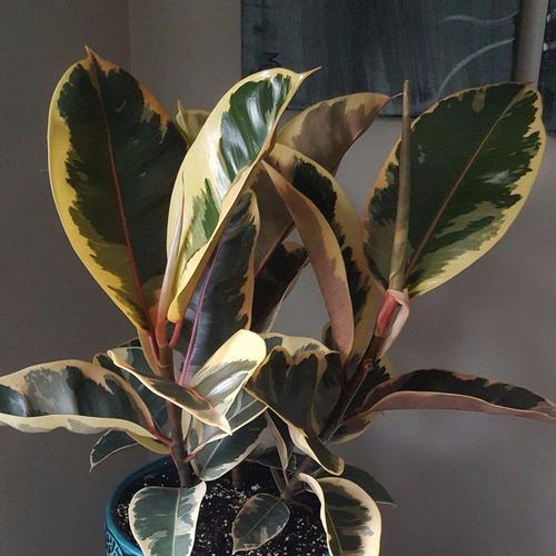 世界橡皮树品种到底有多少？-第1张图片-宁夏农业信息网