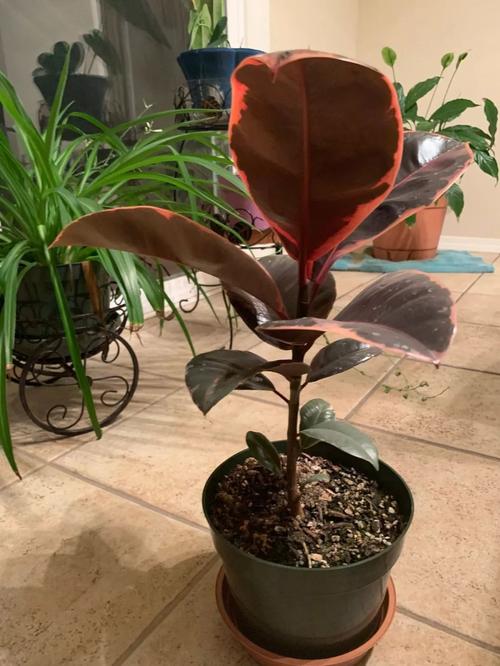 世界橡皮树品种到底有多少？-第3张图片-宁夏农业信息网