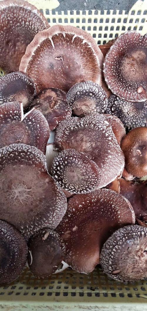 湖南种香菇，哪些品种最合适？-第1张图片-宁夏农业信息网