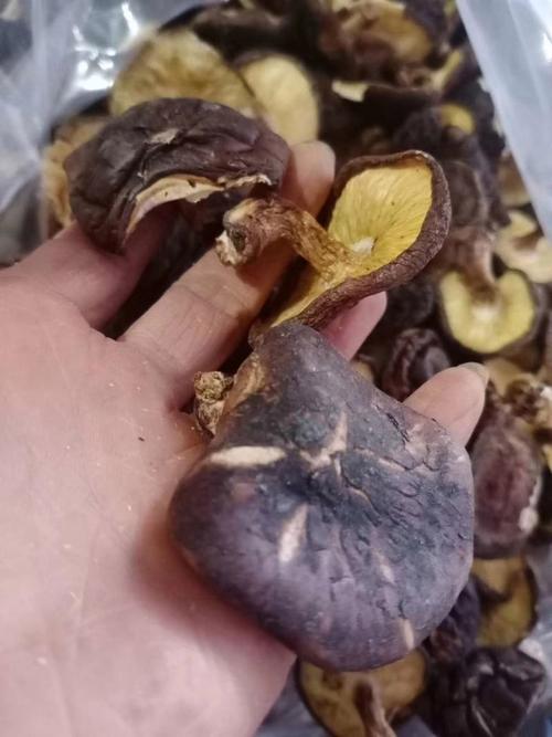 湖南种香菇，哪些品种最合适？-第2张图片-宁夏农业信息网