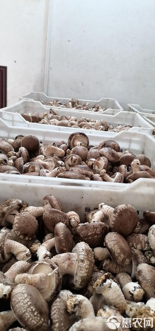 湖南种香菇，哪些品种最合适？-第3张图片-宁夏农业信息网