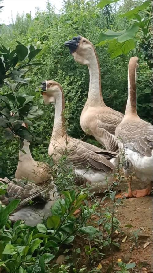 2025年新品种大鹅有何优势？-第1张图片-宁夏农业信息网