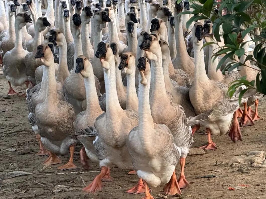 2025年新品种大鹅有何优势？-第2张图片-宁夏农业信息网