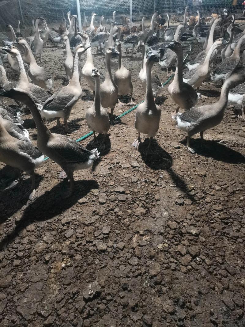2025年新品种大鹅有何优势？-第3张图片-宁夏农业信息网
