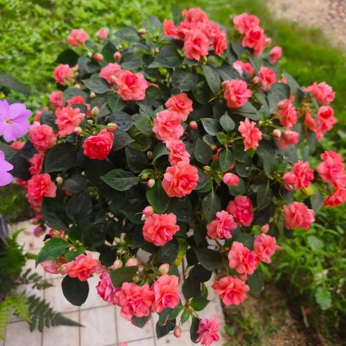 重瓣大花茶花有哪些常见品种？-第1张图片-宁夏农业信息网