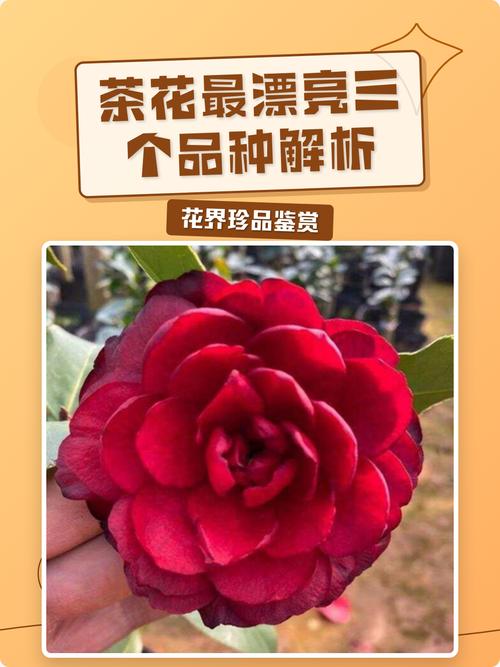 重瓣大花茶花有哪些常见品种？-第3张图片-宁夏农业信息网