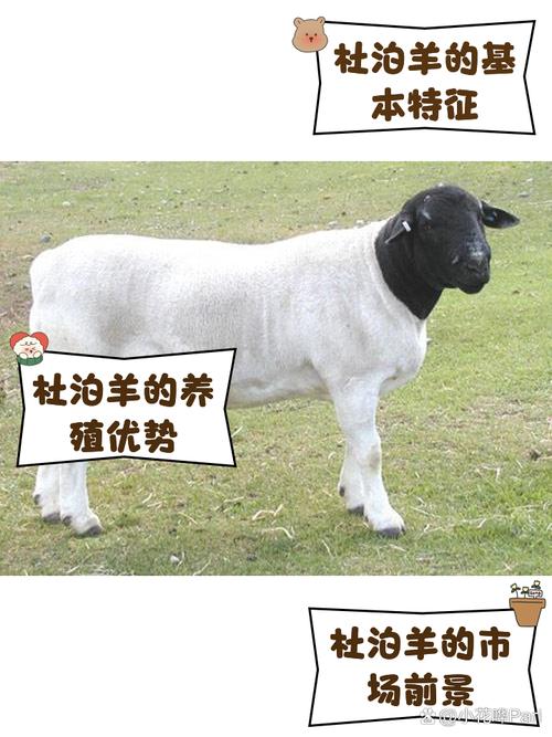 我国培育了哪些绵羊新品种？-第1张图片-宁夏农业信息网