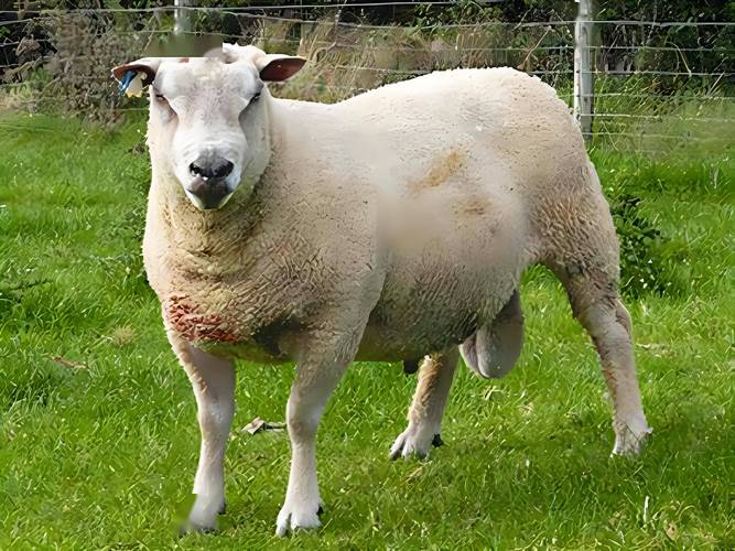 我国培育了哪些绵羊新品种？-第2张图片-宁夏农业信息网