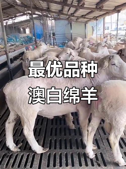 我国培育了哪些绵羊新品种？-第3张图片-宁夏农业信息网