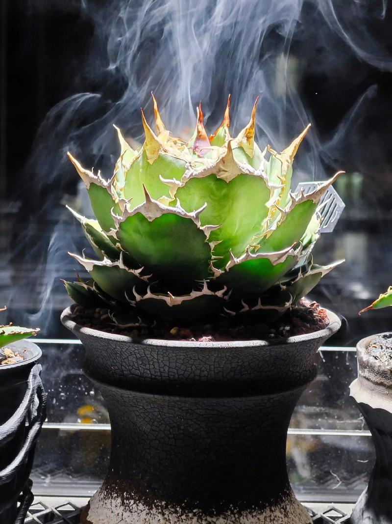 龙舌兰怎么养？附图片教程！-第1张图片-宁夏农业信息网