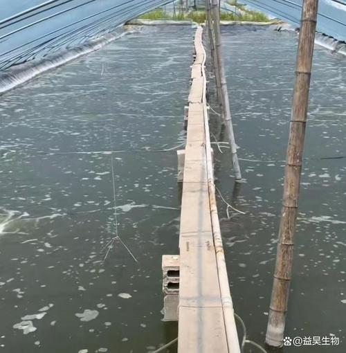 大棚水产养殖如何实现恒温控制？-第2张图片-宁夏农业信息网