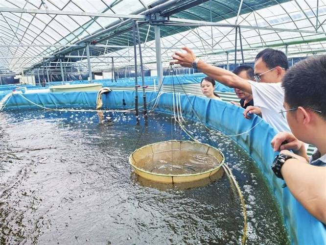 大棚水产养殖如何实现恒温控制？-第3张图片-宁夏农业信息网