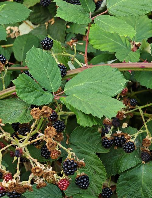 树莓哪个品种好？-第1张图片-宁夏农业信息网