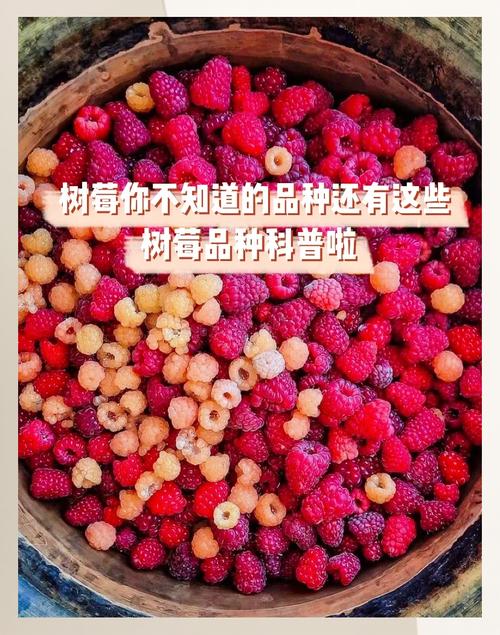 树莓哪个品种好？-第2张图片-宁夏农业信息网