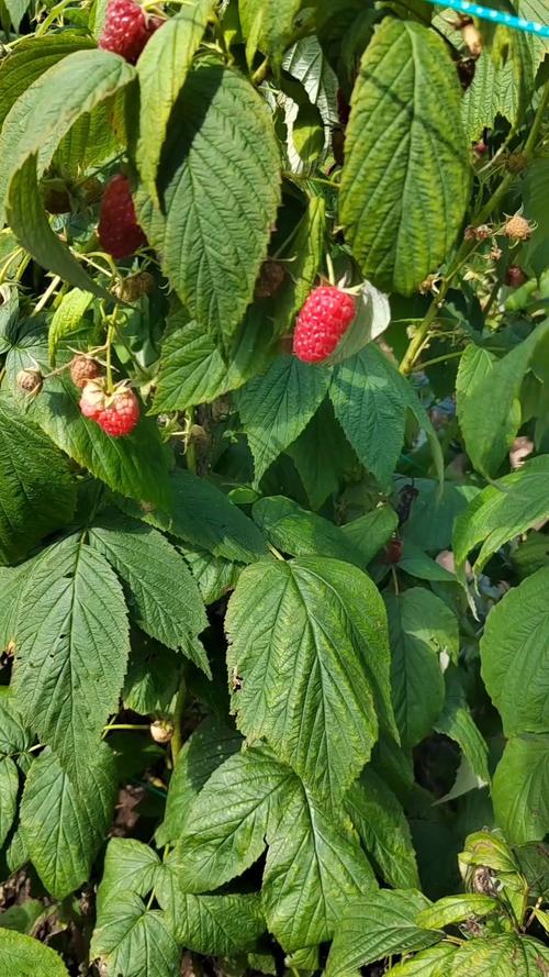 树莓哪个品种好？-第3张图片-宁夏农业信息网