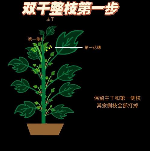 西红柿怎么种？PDF方法详解-第2张图片-宁夏农业信息网