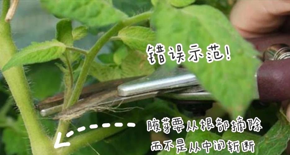 西红柿怎么种？PDF方法详解-第3张图片-宁夏农业信息网