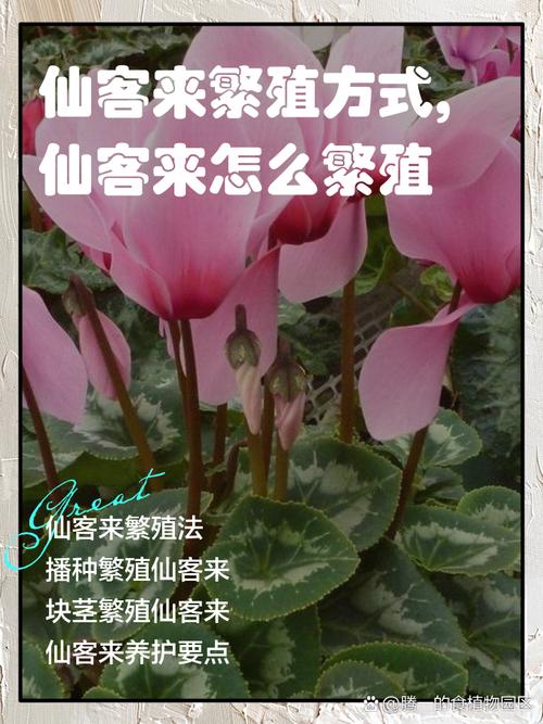 仙客来怎么养？图片方法详解-第1张图片-宁夏农业信息网