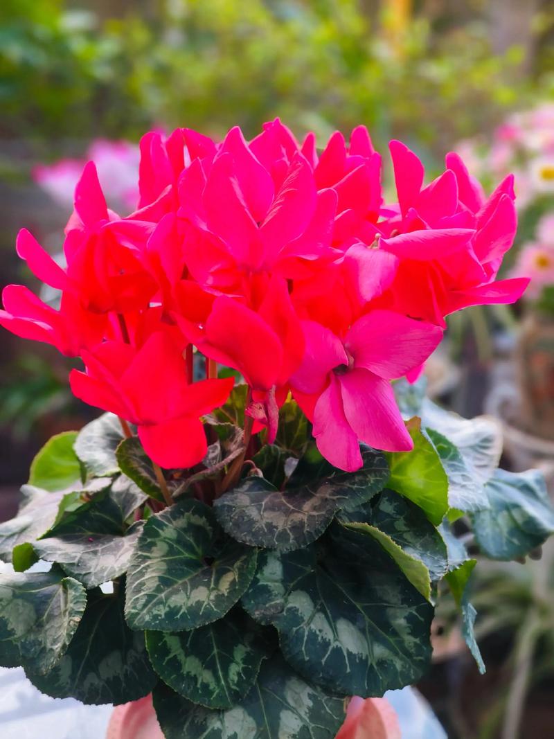 仙客来怎么养？图片方法详解-第3张图片-宁夏农业信息网