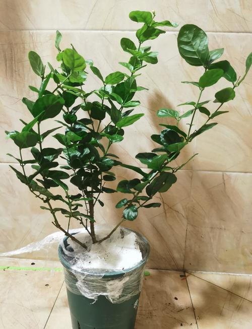 宝珠茉莉品种有哪些？价格多少？-第2张图片-宁夏农业信息网