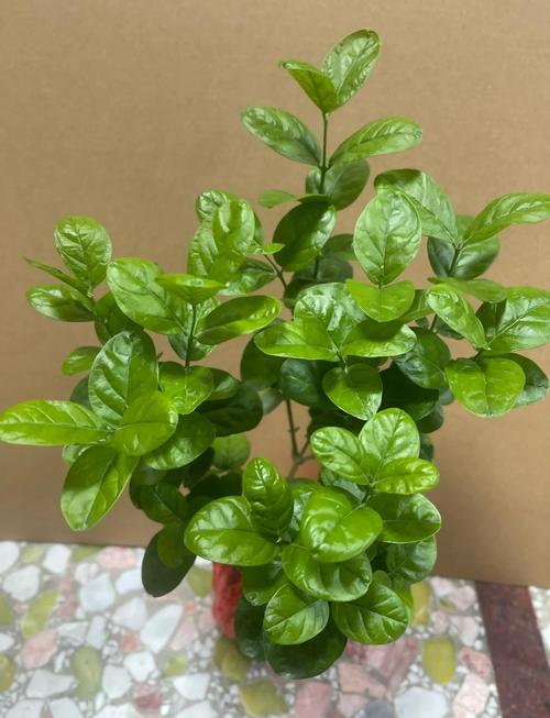 宝珠茉莉品种有哪些？价格多少？-第1张图片-宁夏农业信息网