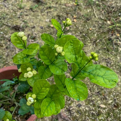 宝珠茉莉品种有哪些？价格多少？-第3张图片-宁夏农业信息网