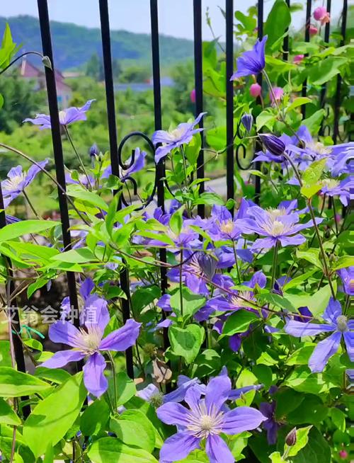 铁线莲哪些品种最值得入手?-第1张图片-宁夏农业信息网 铁线莲哪些品种最值得入手?-第1张图片-宁夏农业信息网