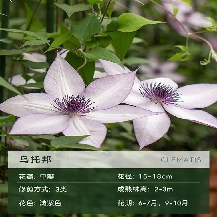 铁线莲哪些品种最值得入手？-第3张图片-宁夏农业信息网