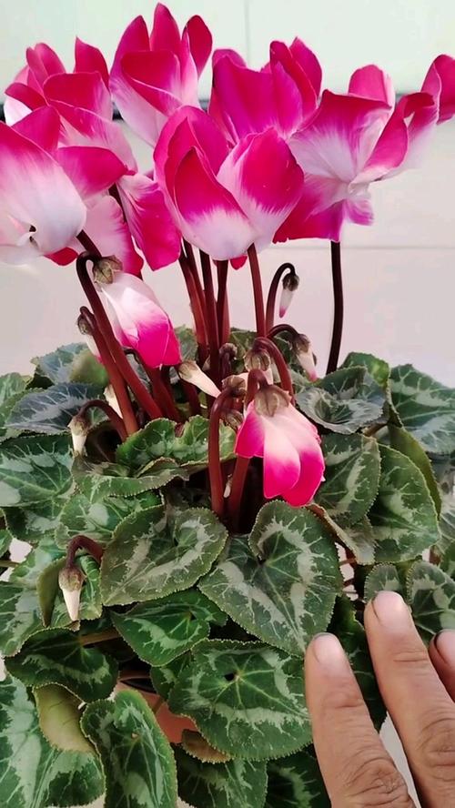 仙客来冬季怎么养？图片方法详解-第2张图片-宁夏农业信息网