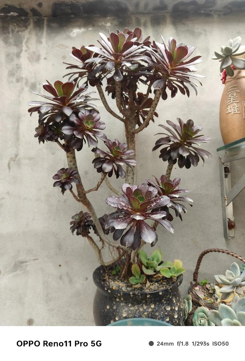 多肉法师有多少品种图-第1张图片-宁夏农业信息网