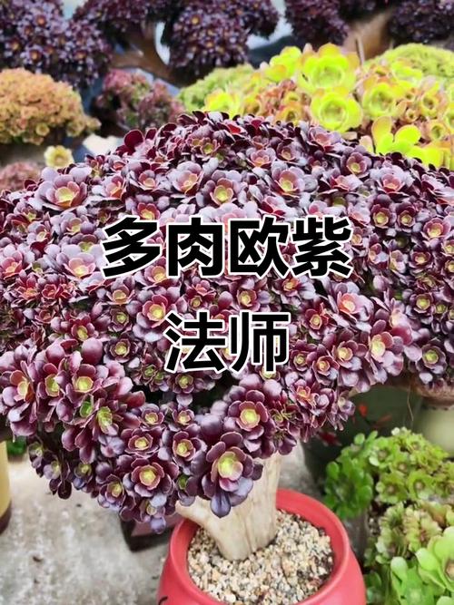 多肉法师有多少品种图-第2张图片-宁夏农业信息网