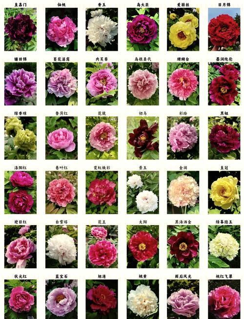 单瓣牡丹有哪些常见品种名称？-第1张图片-宁夏农业信息网